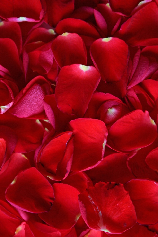 红色玫瑰花瓣图片(点击浏览下一张趣图)
