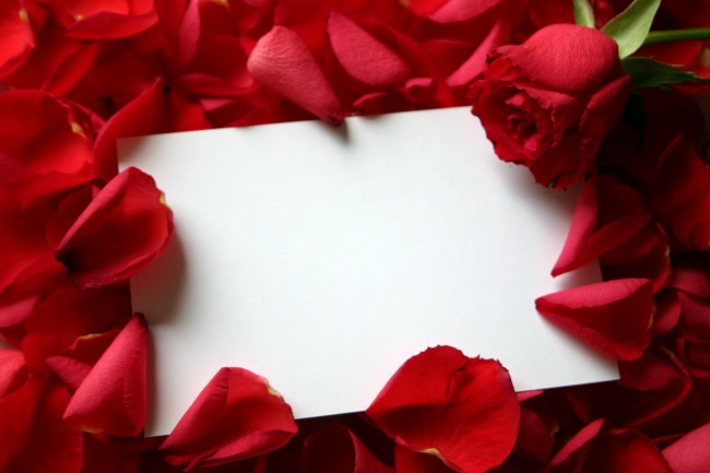 情人节玫瑰花图片素材(点击浏览下一张趣图)