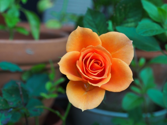 橙色玫瑰花图片(点击浏览下一张趣图)