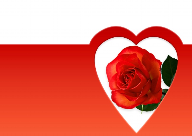 爱心玫瑰花图片(点击浏览下一张趣图)