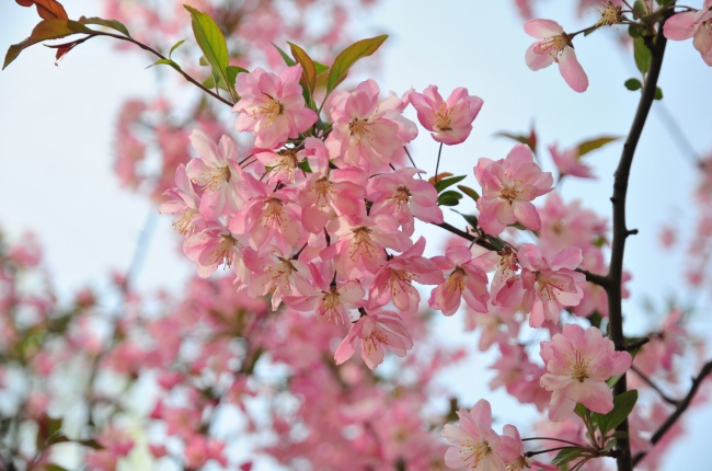 粉色海棠花枝图片(点击浏览下一张趣图)