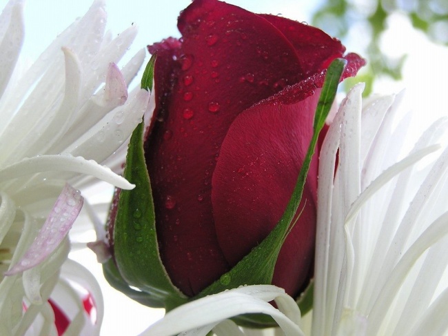 红色玫瑰花苞图片(点击浏览下一张趣图)