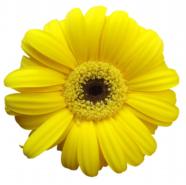 黄色鲜花图片(点击浏览下一张趣图)