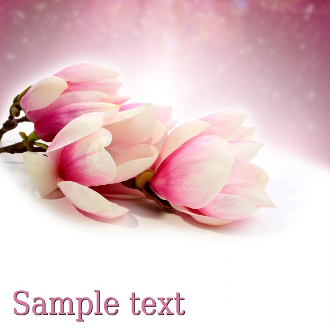 粉色淡雅木兰花图片(点击浏览下一张趣图)
