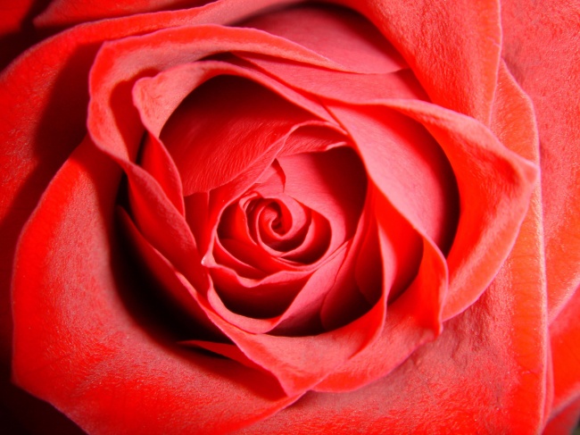 热情似火的玫瑰花图片(点击浏览下一张趣图)