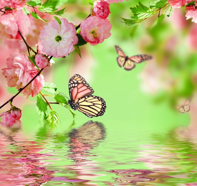 唯美蝴蝶樱花图片(点击浏览下一张趣图)