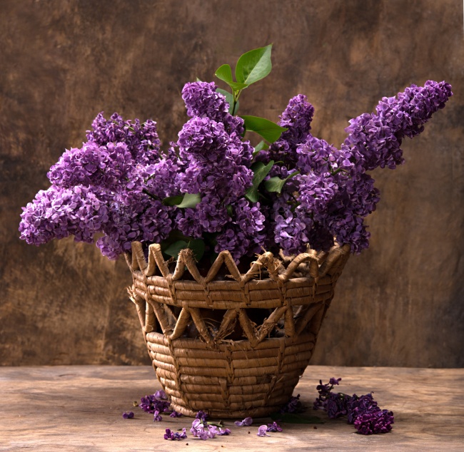 紫丁香花图片(点击浏览下一张趣图)