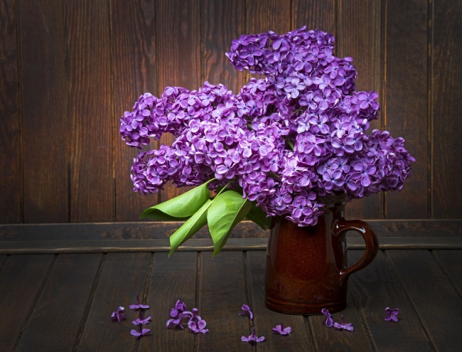 紫色丁香花图片(点击浏览下一张趣图)