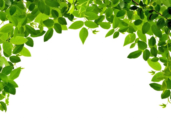 绿色清爽树叶图片(点击浏览下一张趣图)