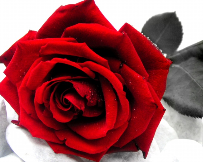 红色艳丽玫瑰花图片(点击浏览下一张趣图)