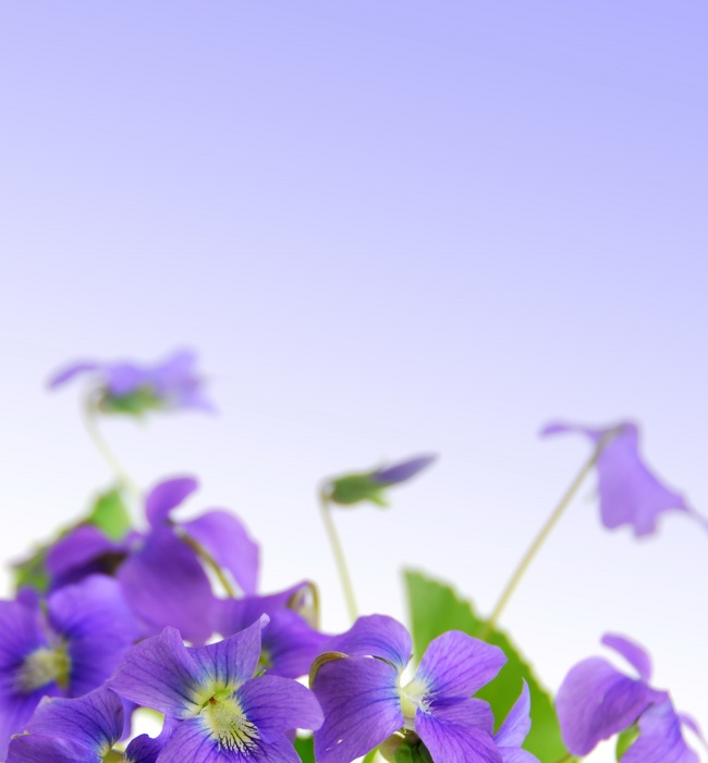 紫色鲜花图片(点击浏览下一张趣图)