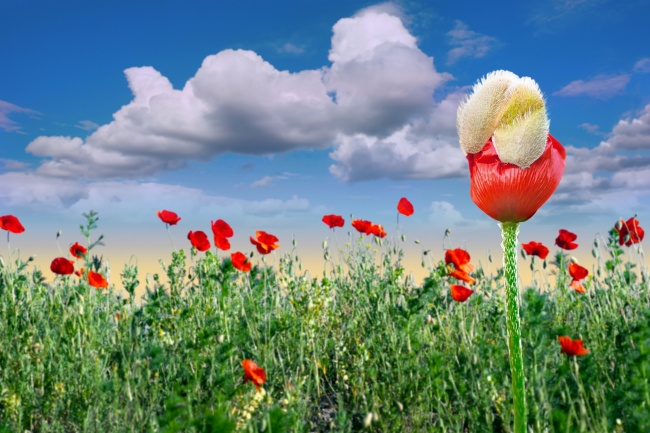 蓝天白云罂粟花图片(点击浏览下一张趣图)