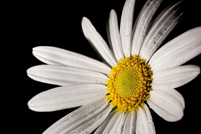 白色雏菊花图片(点击浏览下一张趣图)
