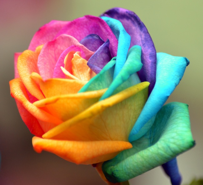 彩虹玫瑰花图片(点击浏览下一张趣图)