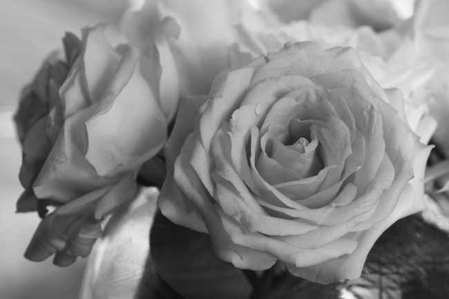 黑白玫瑰花图片(点击浏览下一张趣图)