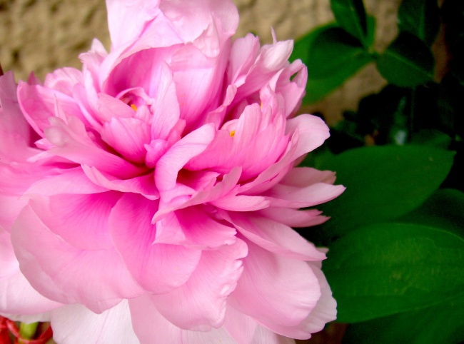 高清大图粉色牡丹花图片(点击浏览下一张趣图)