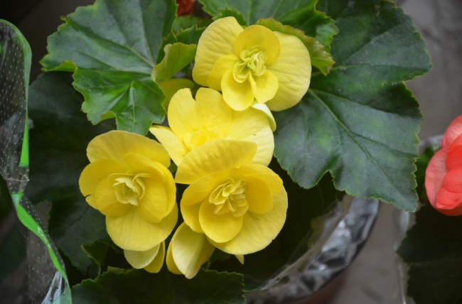 黄色海棠花图片(点击浏览下一张趣图)