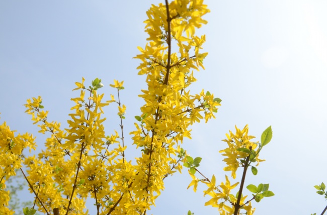 黄色迎春花枝图片(点击浏览下一张趣图)