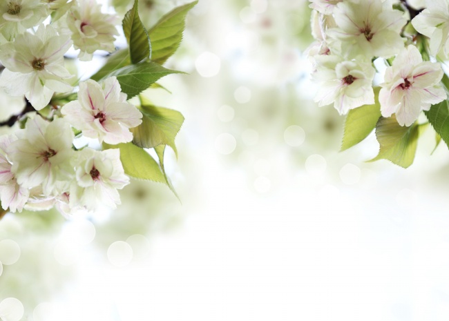 唯美白色樱花图片(点击浏览下一张趣图)