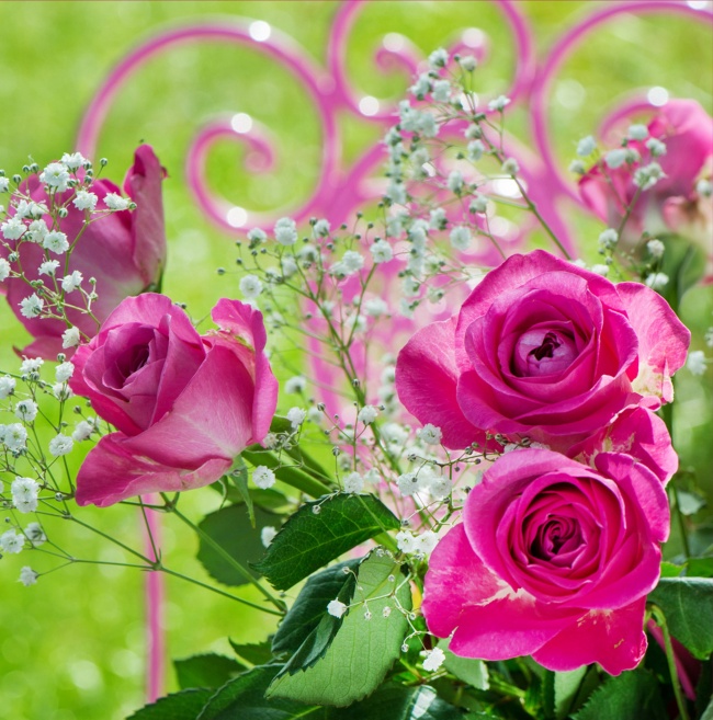 鲜艳的玫瑰花图片(点击浏览下一张趣图)