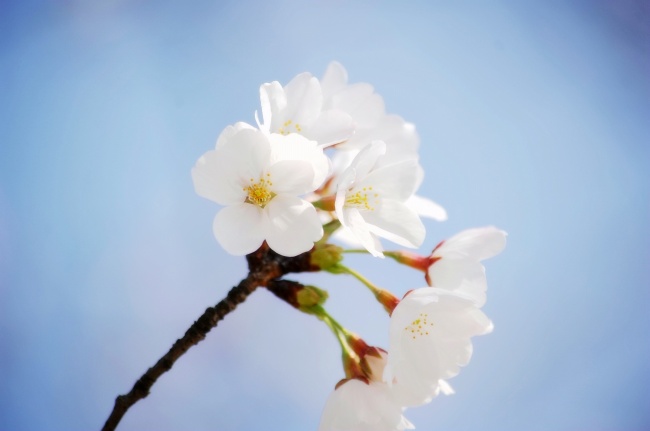 白色樱花图片(点击浏览下一张趣图)