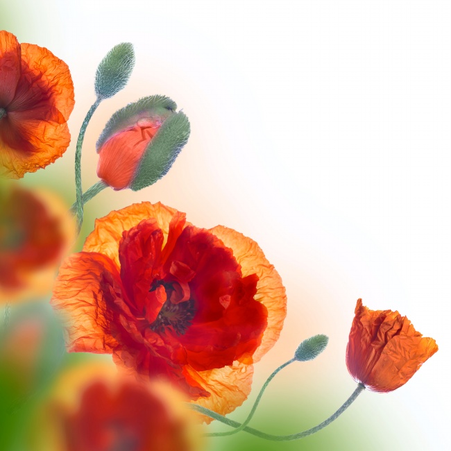高清大图红色罂粟花图片(点击浏览下一张趣图)