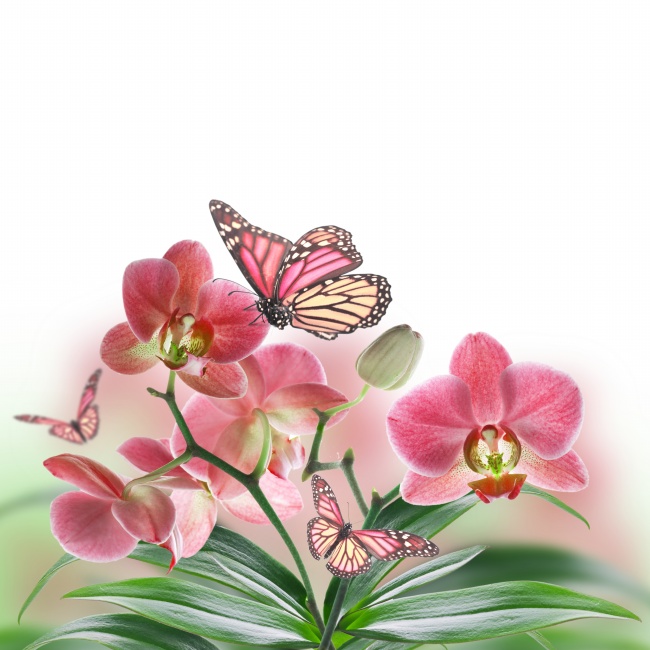 红色蝴蝶蝴蝶兰图片(点击浏览下一张趣图)