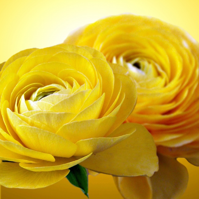 黄色玫瑰花图片(点击浏览下一张趣图)