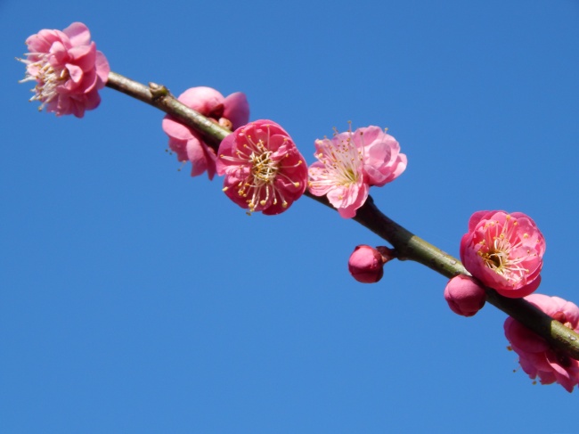 一枝梅花图片(点击浏览下一张趣图)