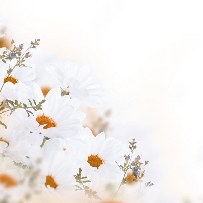 白色菊花图片(点击浏览下一张趣图)