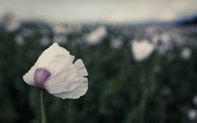 白色罂粟花图片(点击浏览下一张趣图)