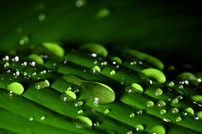 绿叶水珠图片(点击浏览下一张趣图)