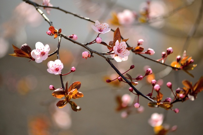 春天樱花花枝图片(点击浏览下一张趣图)