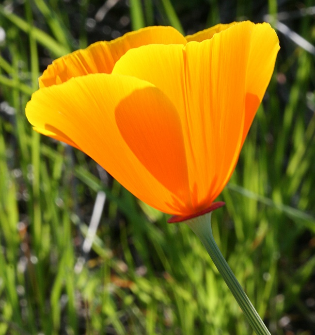 加州黄色罂粟花图片(点击浏览下一张趣图)