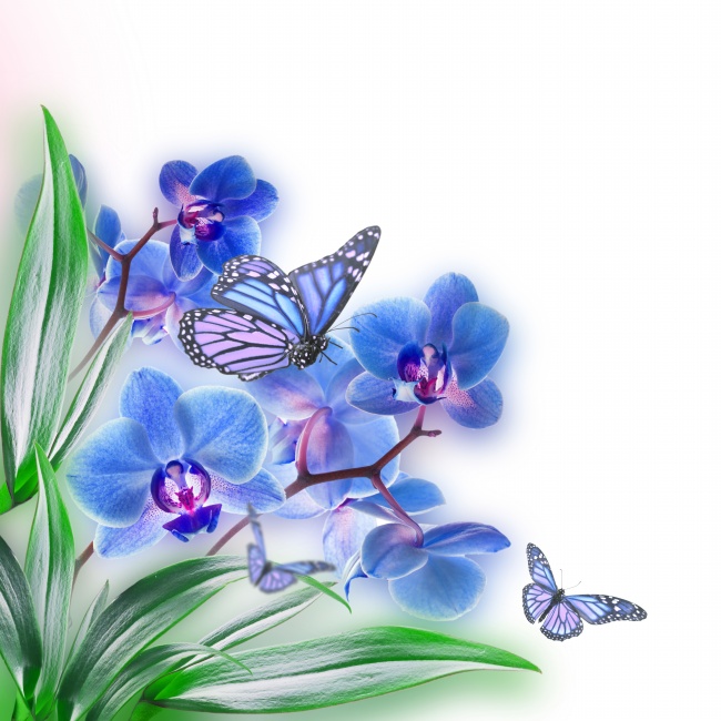 蓝色蝴蝶蝴蝶兰图片(点击浏览下一张趣图)