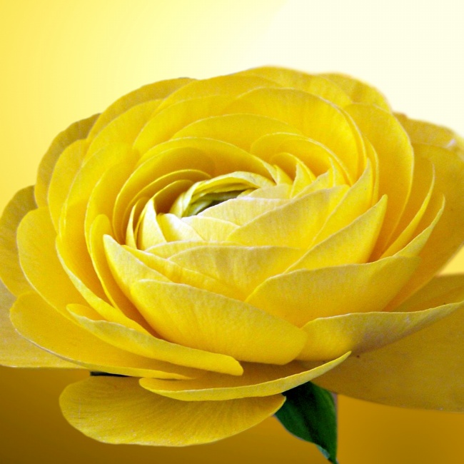 唯美黄色玫瑰花图片(点击浏览下一张趣图)