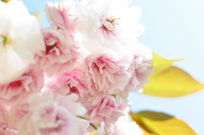 唯美粉色樱花图片(点击浏览下一张趣图)
