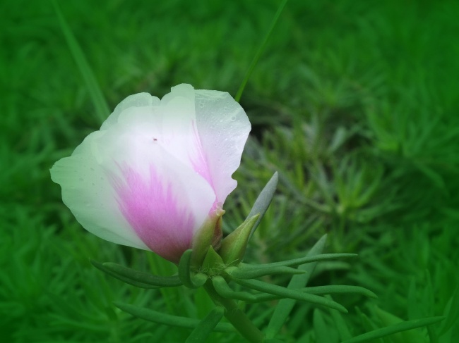 粉白色太阳花图片(点击浏览下一张趣图)