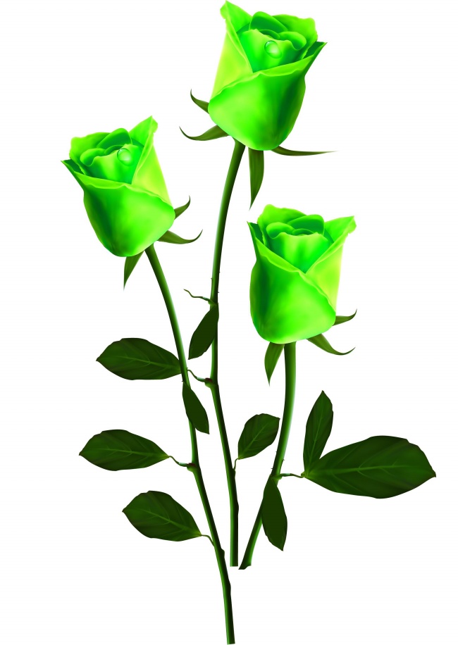 绿色玫瑰花图片(点击浏览下一张趣图)