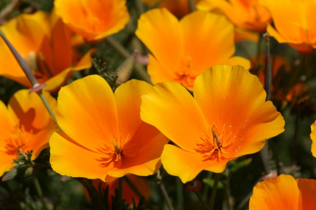 加州罂粟花图片(点击浏览下一张趣图)
