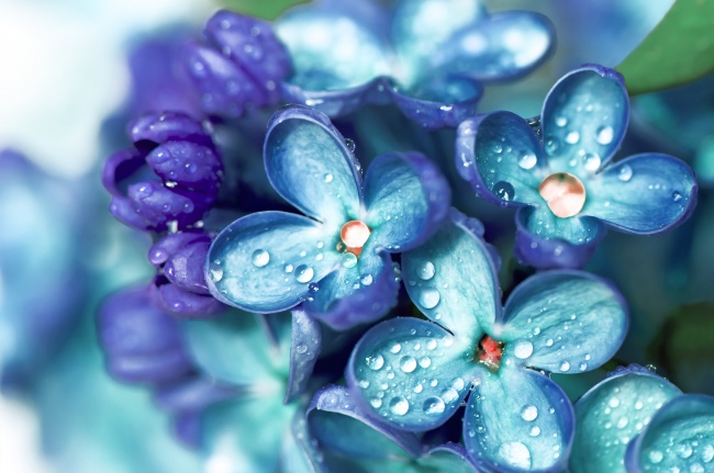 唯美蓝紫色花朵水珠图片(点击浏览下一张趣图)