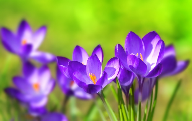 鲜艳紫色花朵图片(点击浏览下一张趣图)