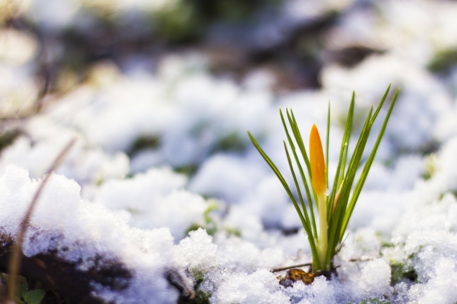 融合的积雪与植物图片(点击浏览下一张趣图)