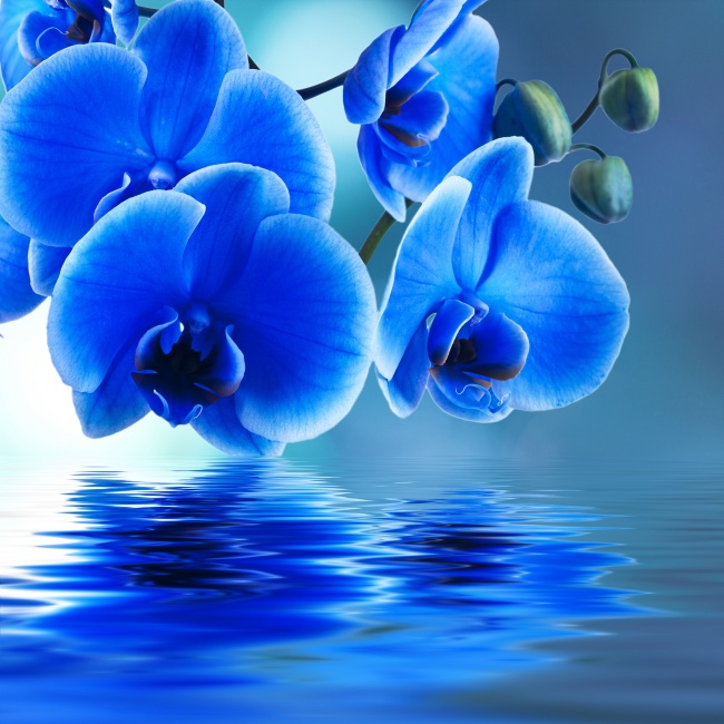 唯美蓝色蝴蝶兰花图片(点击浏览下一张趣图)