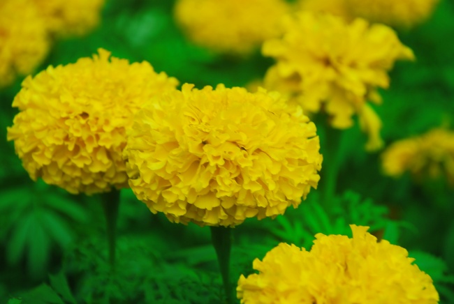 金黄色菊花图片(点击浏览下一张趣图)