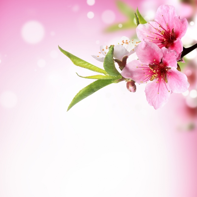 粉色桃花唯美图片(点击浏览下一张趣图)