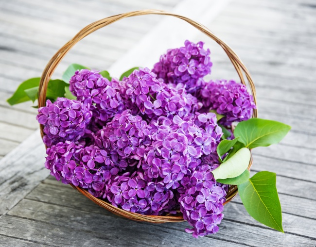 一篮紫色丁香花图片(点击浏览下一张趣图)