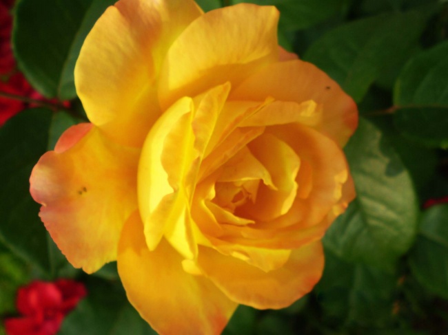 黄色玫瑰花高清大图图片(点击浏览下一张趣图)