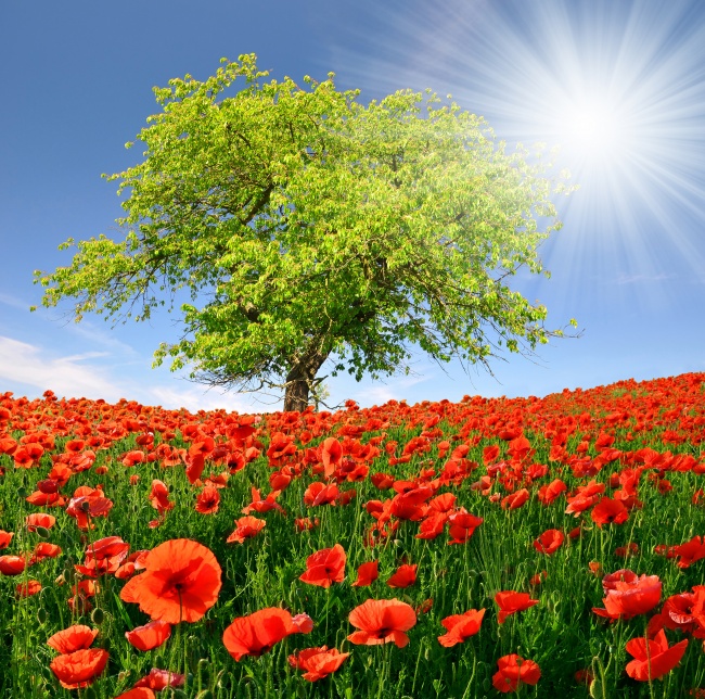 阳光大树罂粟花图片(点击浏览下一张趣图)