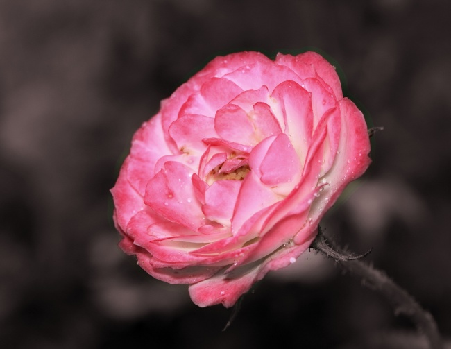 哭泣的玫瑰花图片(点击浏览下一张趣图)